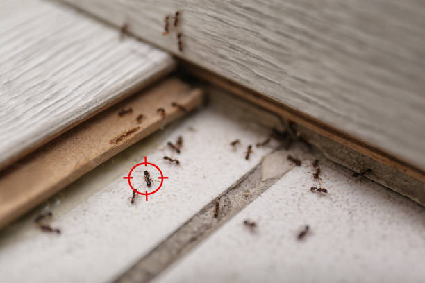 Best Pest Prevention Services  in Little Ferry, NJ
