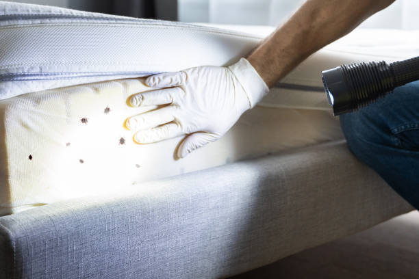 Trusted Little Ferry, NJ Pest Control Experts