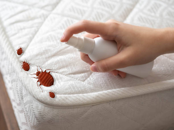 Best Insect Control  in Little Ferry, NJ